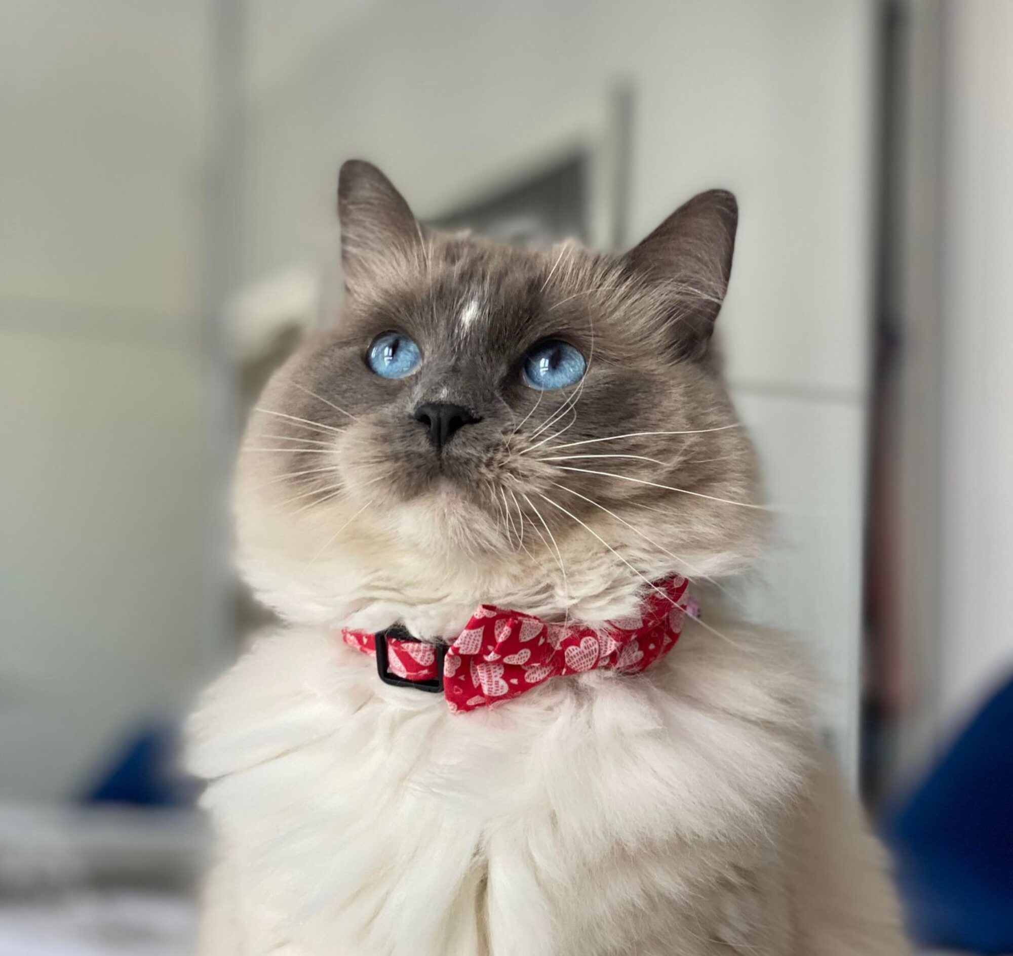 Mountview Luxury Cat Hotel