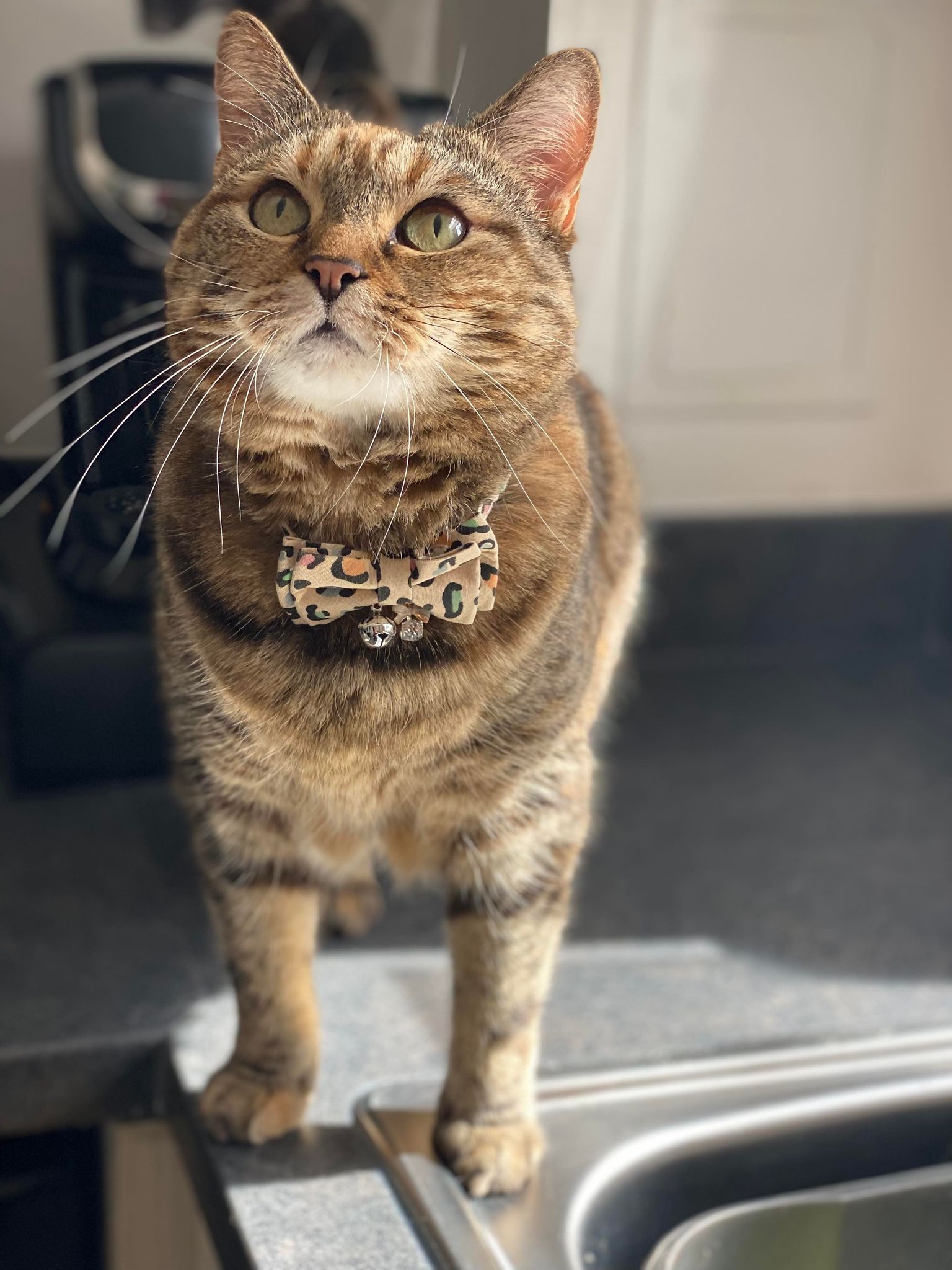 Our Mia collar has a beautiful feminine leopard print design. It is decorated with a matching bow which holds a dangly silver bell and diamond charm. This collar is finished with either our 'Pussy Cat Hillton' or 'I am loved <3' logo.