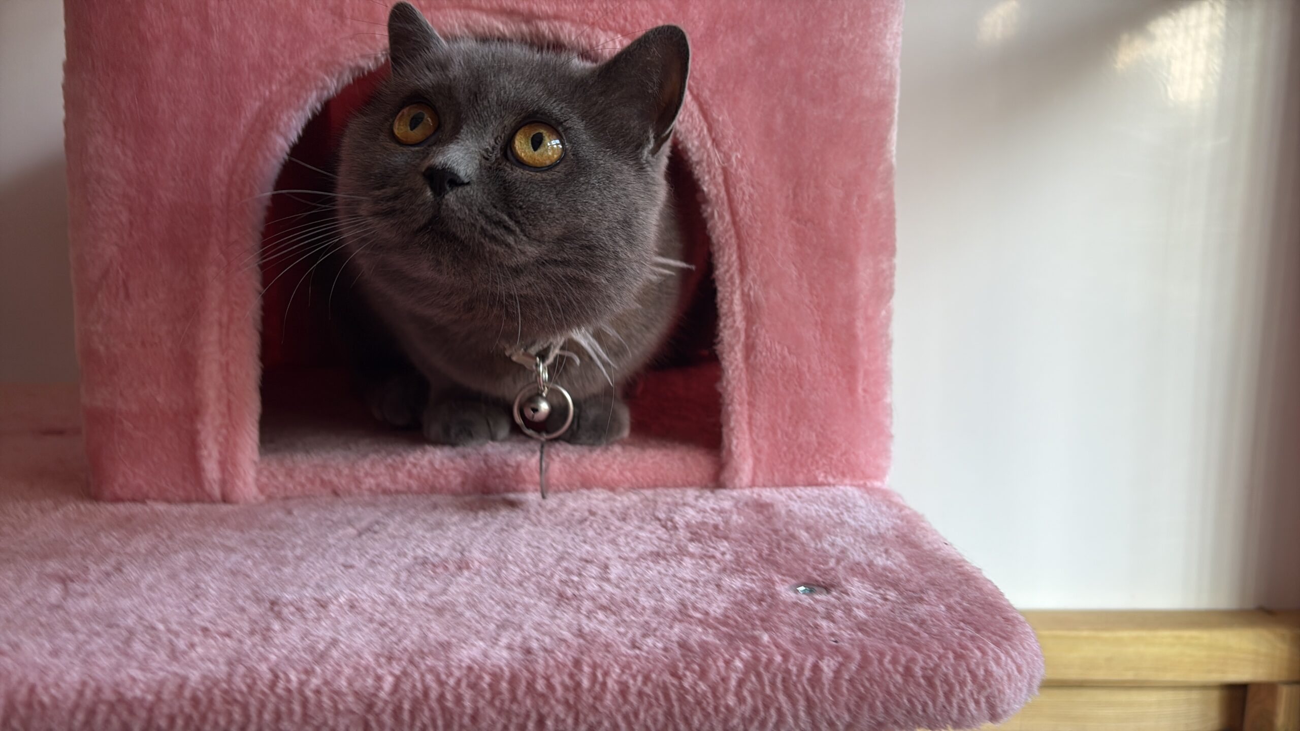 00758A3E-9B3E-4186-9F78-DF4527AE106B